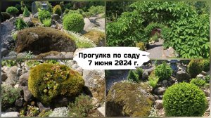 Прогулка по саду - 7 июня 2024 г.