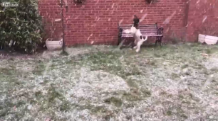 Собака впервые увидела снег