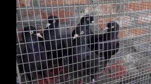 Бойные породистые Азербайджанские голуби бакинцы