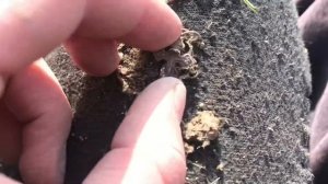 Nokta Anfibio Multi ПЕРВЫЕ ВПЕЧАТЛЕНИЯ ОЧЕНЬ ПРИЯТНЫЕ