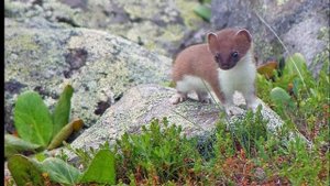 Экологические проблемы озера Байкал!