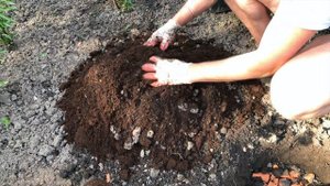 Цветение моего рододендрона. Посадка ЯПОНСКИХ АЗАЛИЙ по всем правилам. Новинки в мой сад.