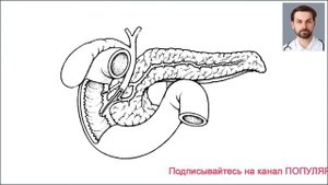 СТРОЕНИЕ ПЕЧЕНИ, ЖЕЛЧНОГО ПУЗЫРЯ И ПОДЖЕЛУДОЧНОЙ ЖЕЛЕЗЫ ЧЕЛОВЕКА. АНАТОИЯ ПЕЧЕНИ