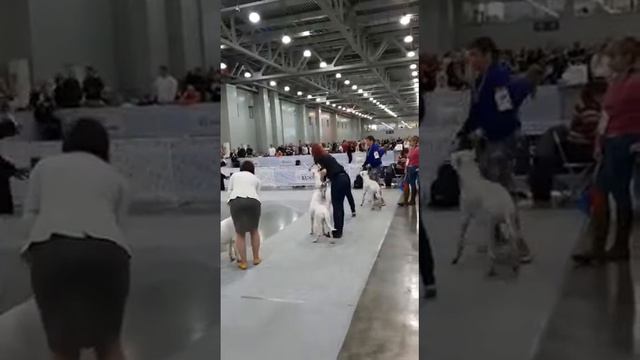 dogo argentino dog show "Russia - 2019" / аргентинский дог сравнение на ЛПП смотреть онлайн