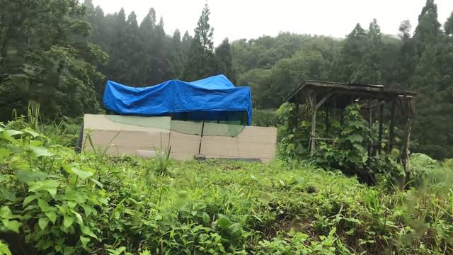 Японский дождик и навес для чикинов)) Аэрозоль против шершней проиграл! Они живы и стало больше!! смотреть онлайн