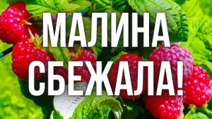 Малина сбежала! Куда пропала малина с участка?