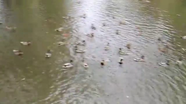 Дворовые утки в Москве смотреть онлайн