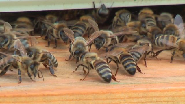 Профессор Кашковский: в конце зимы сахарный сироп? смотреть онлайн