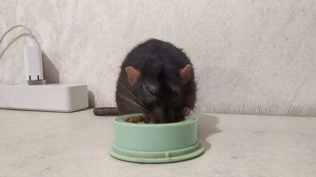 СКОЛЬКО ЛЕТ ЖИВУТ КРЫСЫ смотреть онлайн