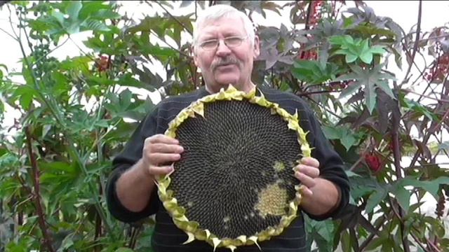 Мой самый большой подсолнечник