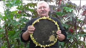 Мой самый большой подсолнечник