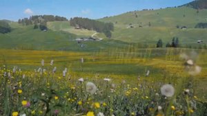 THE SOUTH WIND  / Flauta barroca pico Hohner 9550