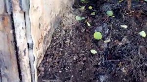 Ящики для куриного помёта ---- компоста.