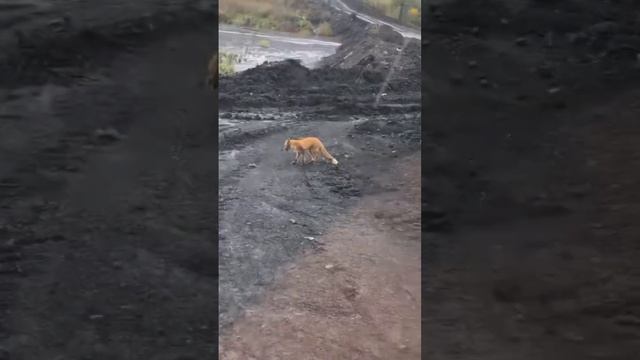 Лиса и ворона сказка подтвердилась смотреть онлайн