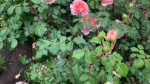 Роза Абрахам Дарби/ Abraham Darby