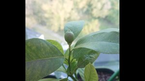 Обзор пересаженных на автополив растений.