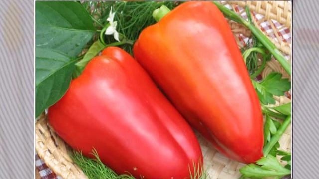 КАК ВЫРАСТИТЬ ТОЛСТОСТЕННЫЕ ПЕРЦЫ НА ДАЧЕ? смотреть онлайн