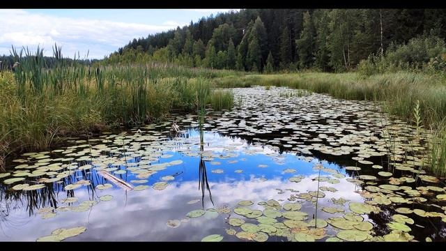 Мирра Лохвицкая  Белая нимфа #стихиолете #поэтысеребряноговека