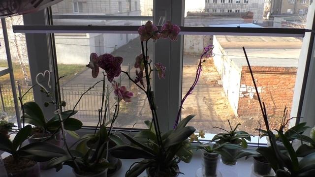 ЧТО НОВОГО У МОИХ ОРХИДЕЙ | Лампы для растений | Как поживает зеленый мох смотреть онлайн