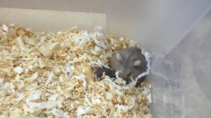 Можно ли СПАСТИ МАЛЫША? / СТРАННО СПИТ или ЭТО ВСЕ?  / СПАСЕНИЕ ХОМКИ / Alisa Easy Pets