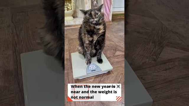 The cat is angry! New year is coming soon, but the weight is not normal