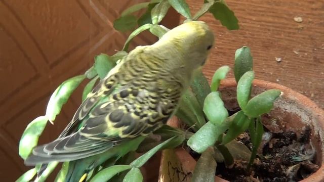 SONY HDR-CX350E flash 32gig.Образец видео-2 смотреть онлайн