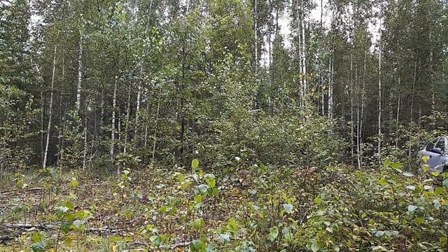 В гостях у леса смотреть онлайн