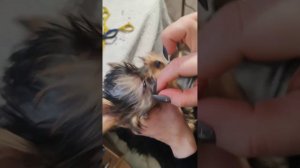Гигиеническая стрижка щенка йоркширского терьера .