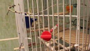 Клетка для кореллы своими руками
