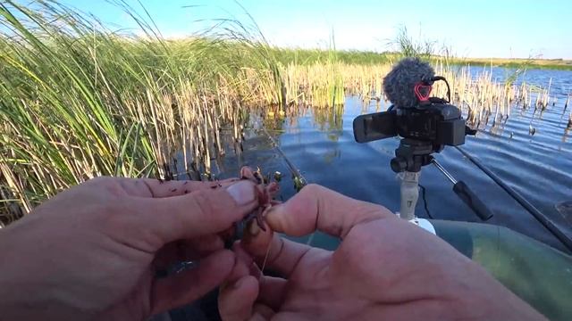 Крупный ЛИНЬ и КАРАСЬ!!! Рыбалка на поплавок на вечерней зорьке смотреть онлайн