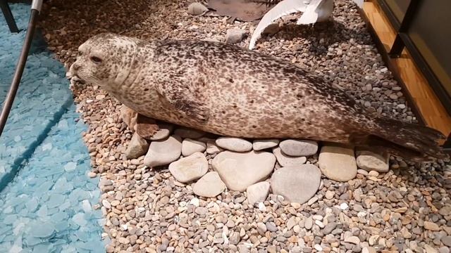 Что мы увидели на дне ледника? Арктический музей смотреть онлайн