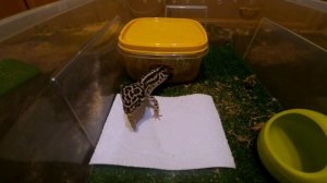 ПОЧЕМУ ЭУБЛЕФАР ОТКАЗЫВАЕТСЯ ОТ ЕДЫ??? ОСНОВНЫЕ ПРИЧИНЫ