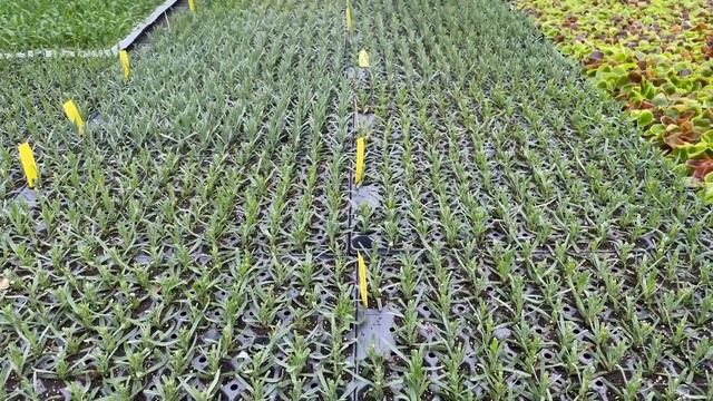 Lavender Plugs at our Nursery RIGHT NOW смотреть онлайн