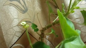 Зональная пеларгония PAC Salmon Queen ( Сальмон Квин)