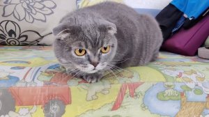 наш злой кот ?