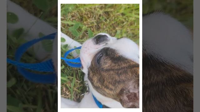 #boston #bostonterrier #bostonterriersforever #bostonterrierlove #бостонтерьер