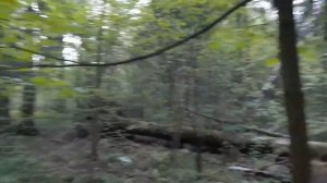 Девушка живёт одна в лесу в палатке. Впечатления девушки после ночёвки в палатке