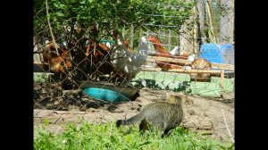 Куры #11. Кормление кур травой. Как я скармливаю одуванчик.