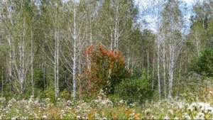 Рыбалка на Томи, для души. Село Подонино(Кемеровская обл)