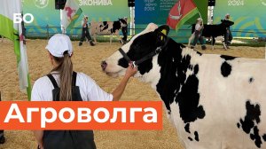 Чем удивила выставка «Агроволга-2024» в Казани?