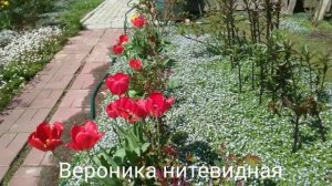 Цветы мая: аубреция, примула, магония падуболистная, тюльпаны, камнеломка.