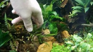 Аквариумные растения. Эхинодорус Портолегренсис ( Echinodorus Portollegrensis) и Эхинодорус SP