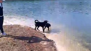 Bella's first swim