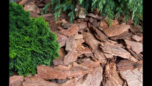 Зачем Мульчируют Посадки? Мульчирование Комнатных Растений