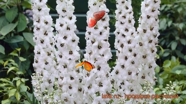 Дельфиниум тихоокеанский Галахад ? обзор: как сажать, саженцы дельфиниума Галахад смотреть онлайн