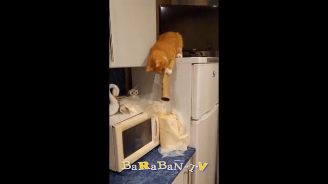 Кошачье счастье!