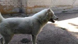 Белый хаски и его семья. #whitehusky