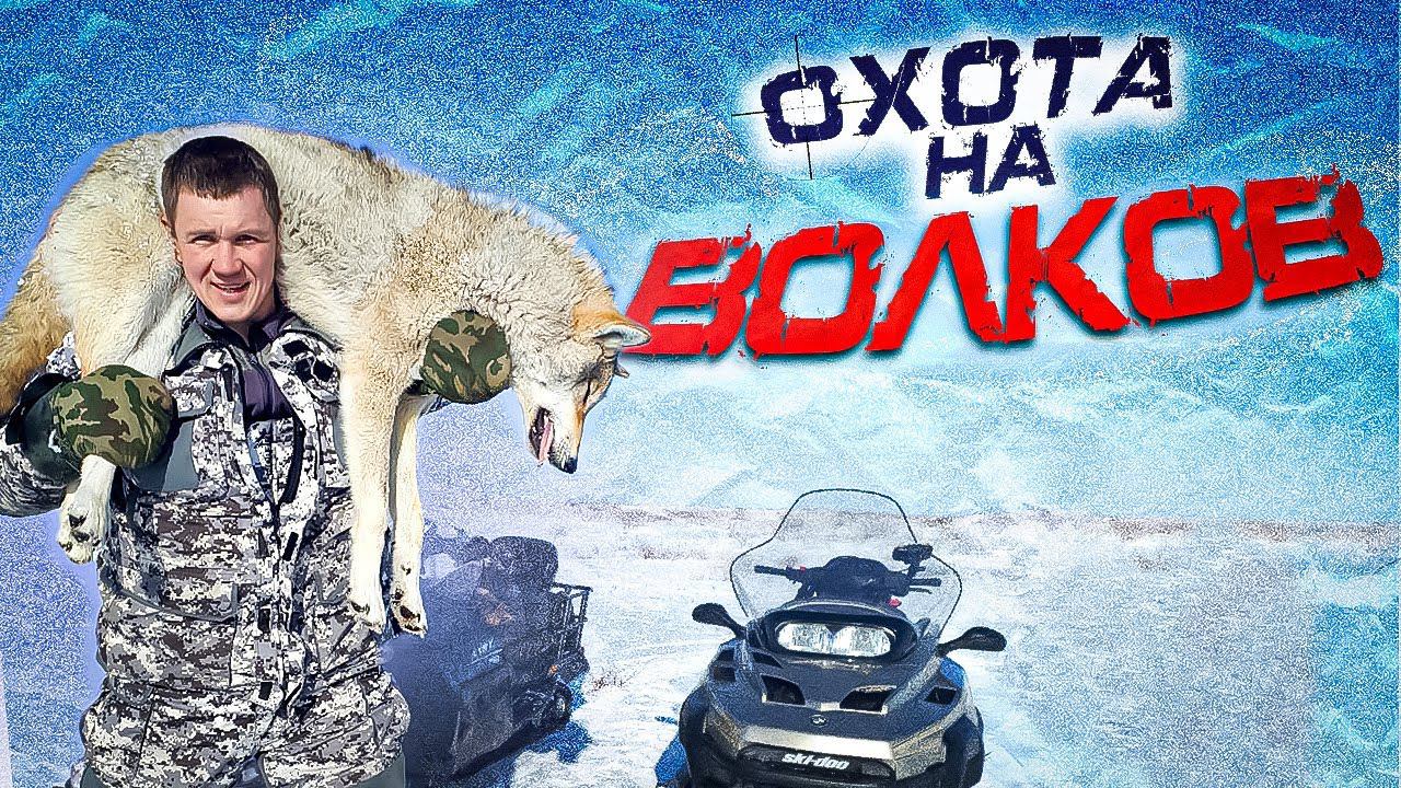 охота на волков.ВОЛКИ НАПАДАЮТ НА СКОТ!!!wolf hunting. смотреть онлайн