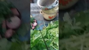 Кормлю нутрий, кроликов + горчицу