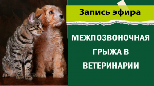 Межпозвоночная грыжа в ветеринарии. Как диагностировать и лечить?